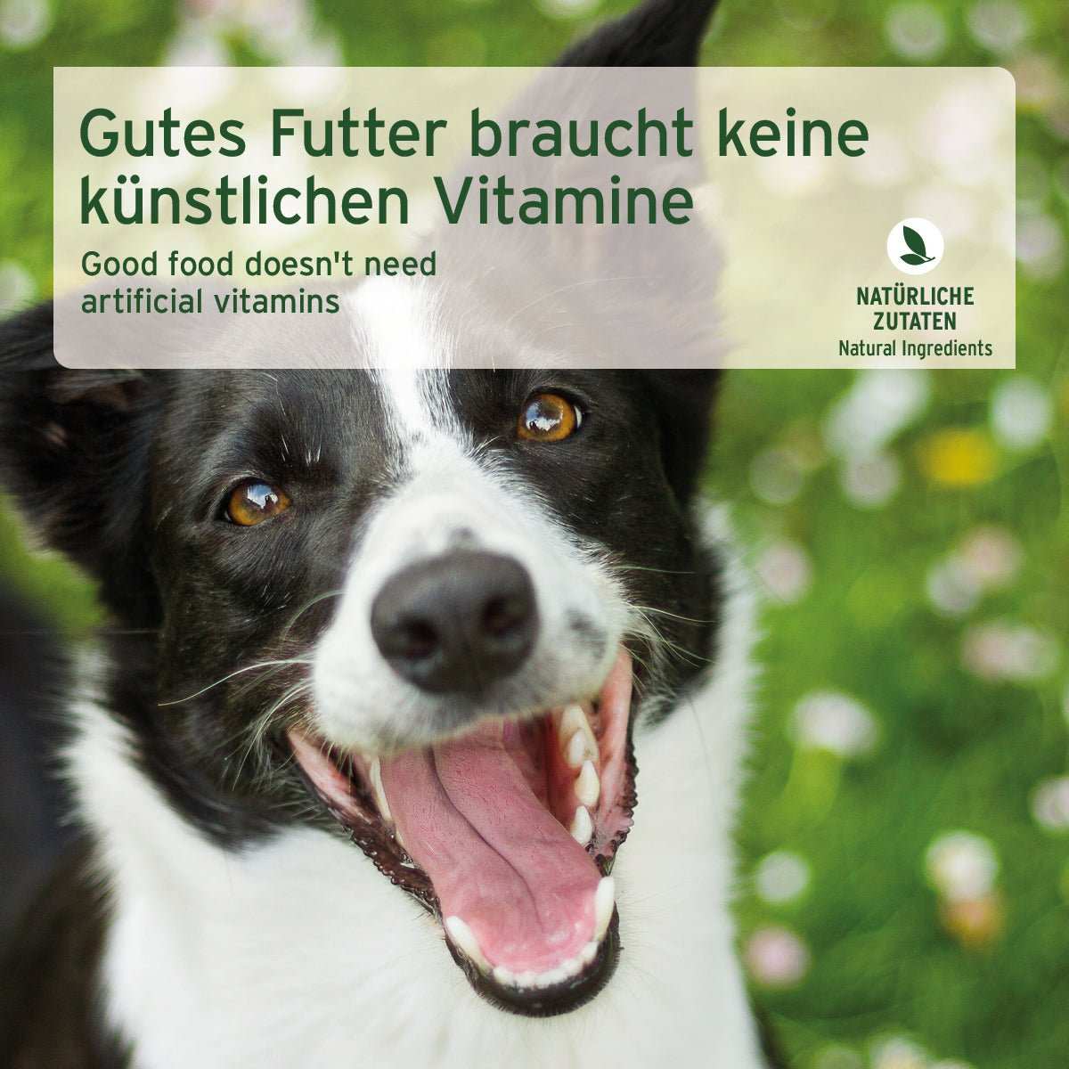 Schwarzweißer Hund mit offenem Maul. Nassfutter Rind Pur für Hunde mit hochwertigem Rinderfleisch, getreidefrei und ohne künstliche Zusatzstoffe.