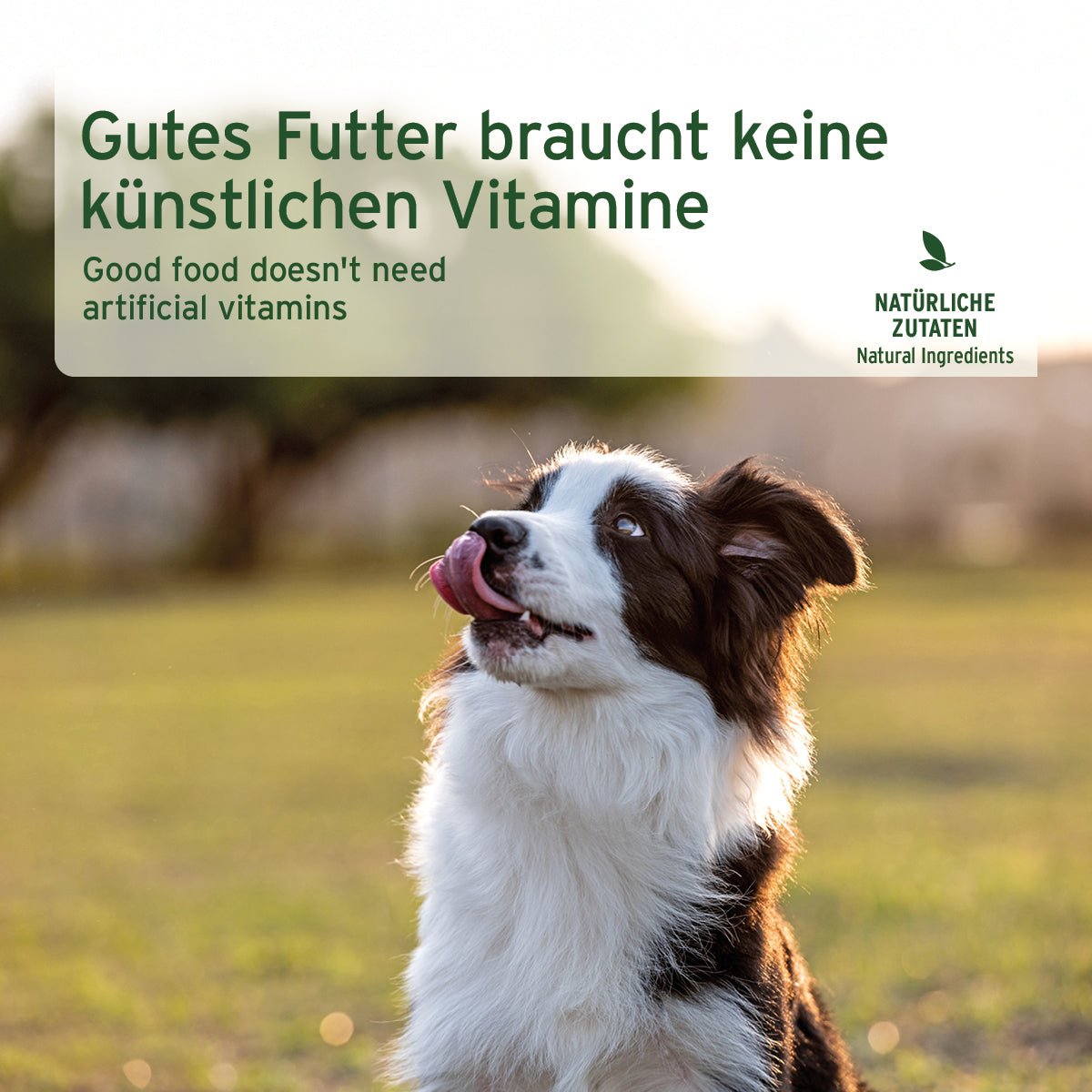 Nassfutter WildForest mit Wildfleisch und Zucchini für sensible Hunde ohne Getreide