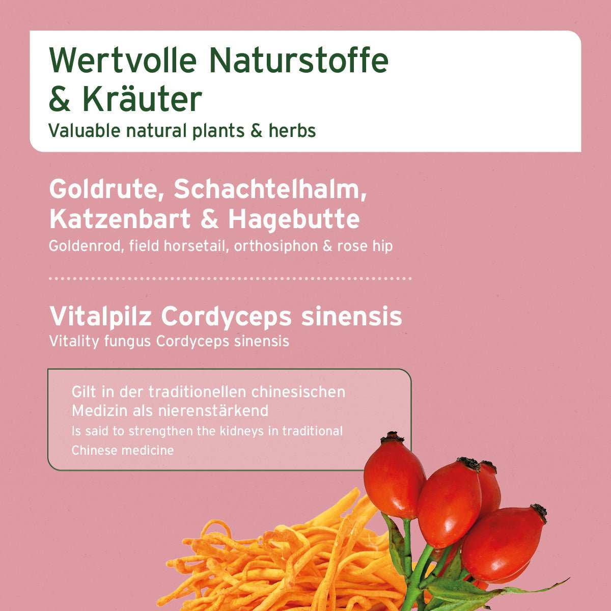 Bild von Goldrute, Schachtelhalm, Katzenbart & Hagebutte.