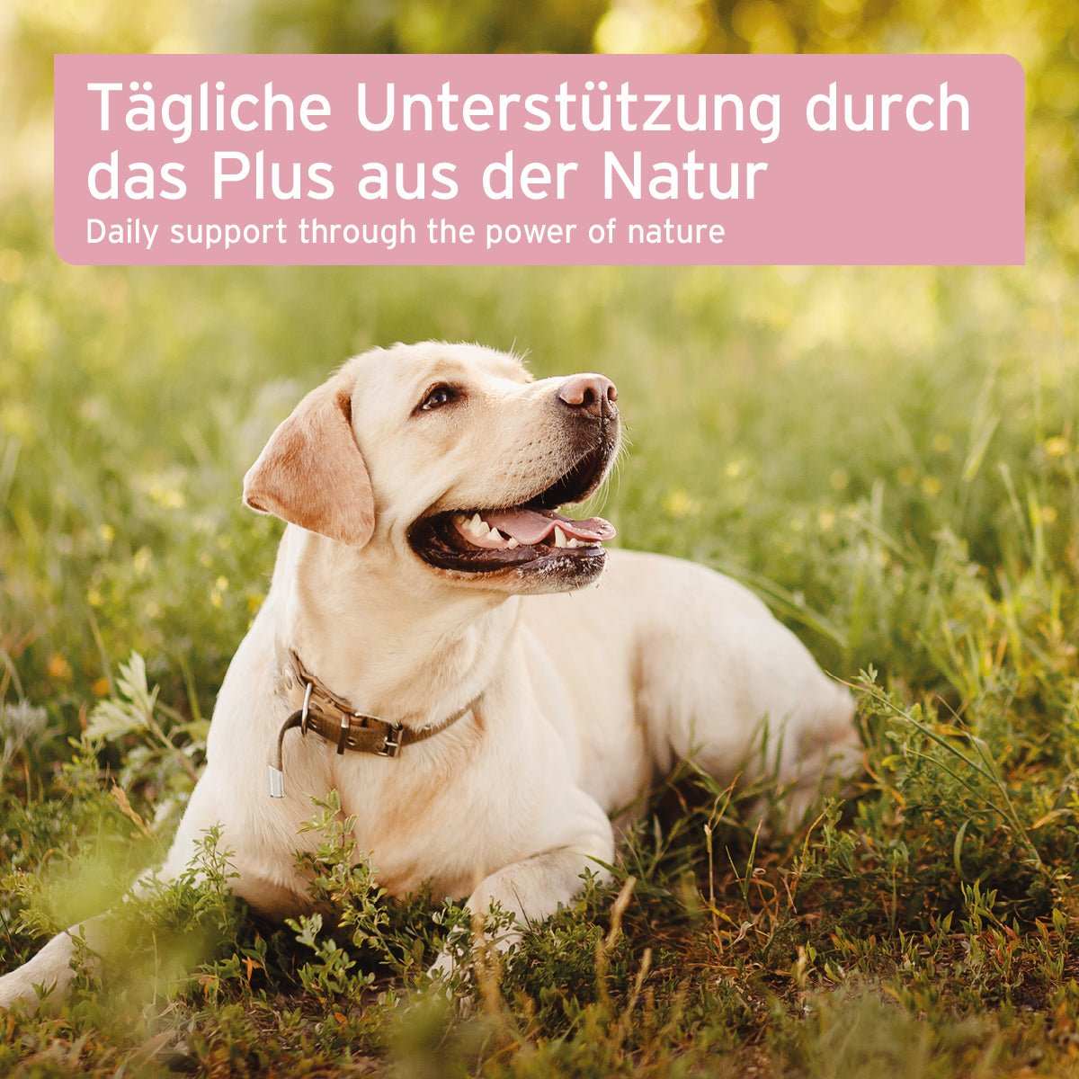 AniForte NierenVetal Pulver für Hunde, natürliche Unterstützung der Nierenfunktion, Labrador auf grüner Wiese.