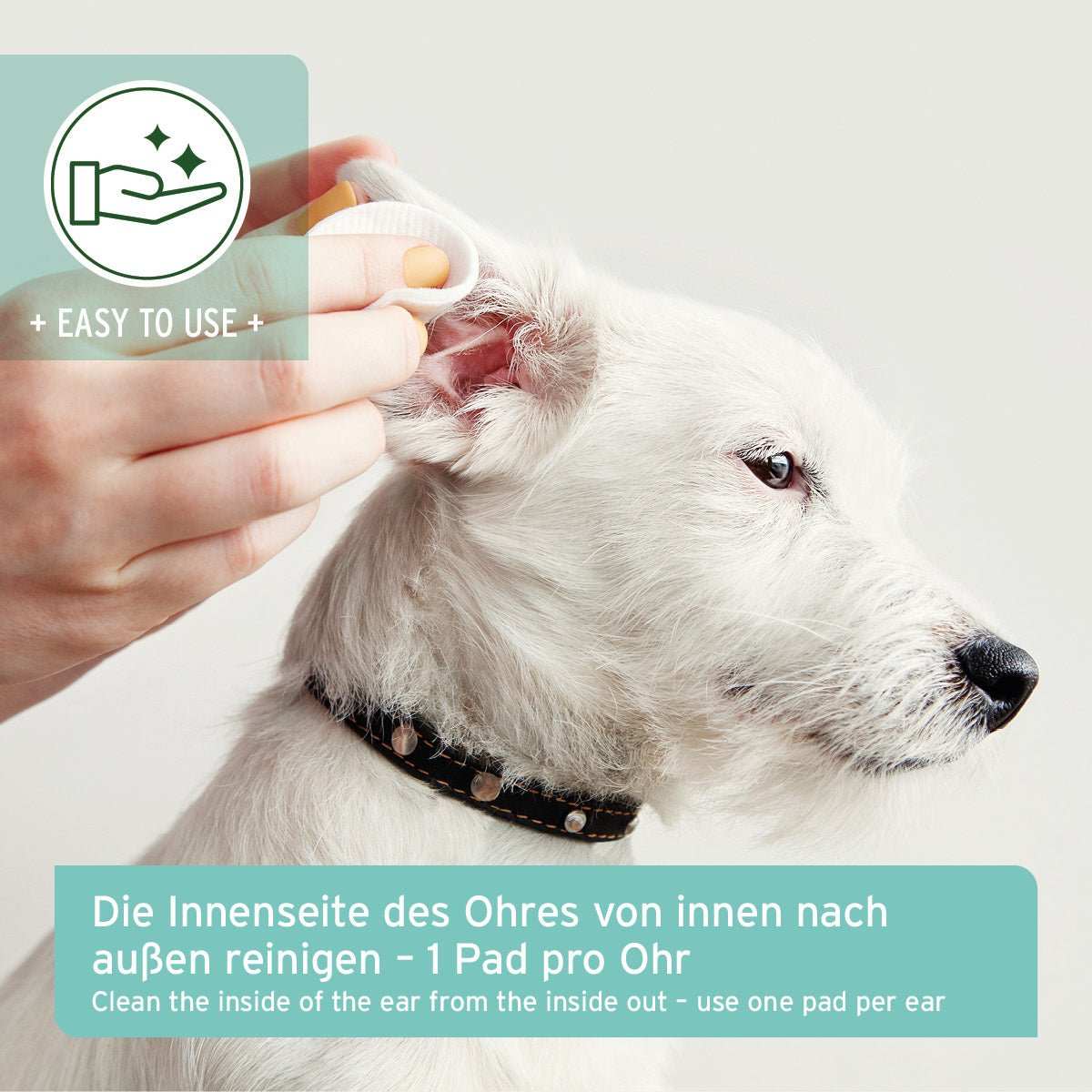 Hund wird Ohr gereinigt. Darunter Box mit Informationstext Ohren-Reinigungspads mit Aloe Vera für Hunde, Pfoten bei der Reinigung eines Hundes verwenden.