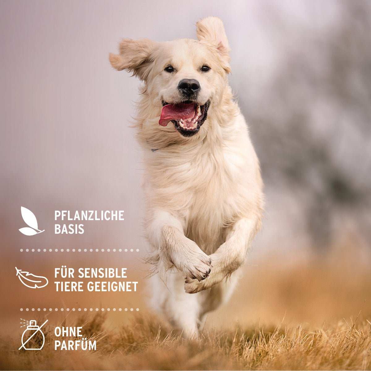 Rennender Hund auf Wiese.