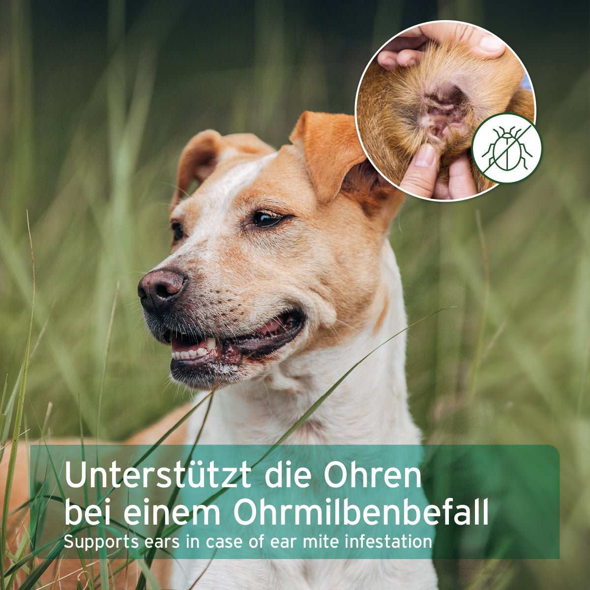 Hund im Feld mit Box Ohrmilbenöl für Hunde und Katzen zur Behandlung von Ohrmilbenbefall und Linderung von Juckreiz.