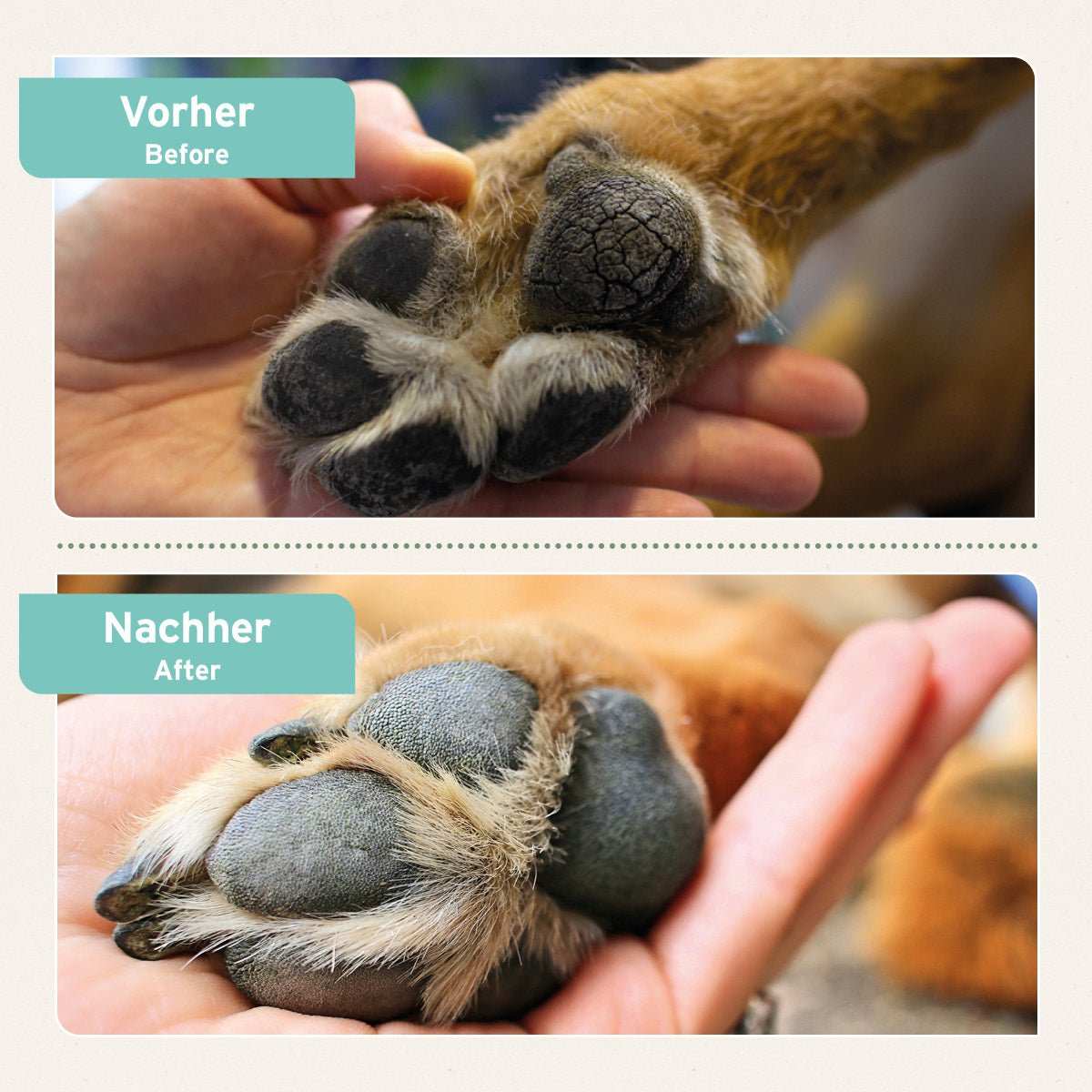 Vorher-Nachher-Bild von Hunde- und Katzenpfoten nach Anwendung des AniForte® Pfotenschutz Balsam, zeigt gepflegte Pfotenballen.