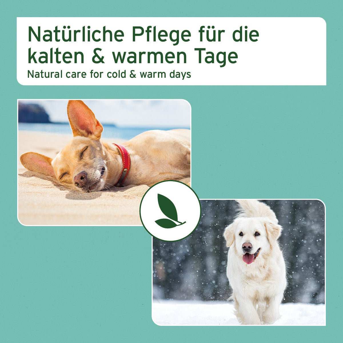 Natürliche Pfotenpflege für kalte und warme Tage mit Pfotenschutz Balsam für Hunde und Katzen.
