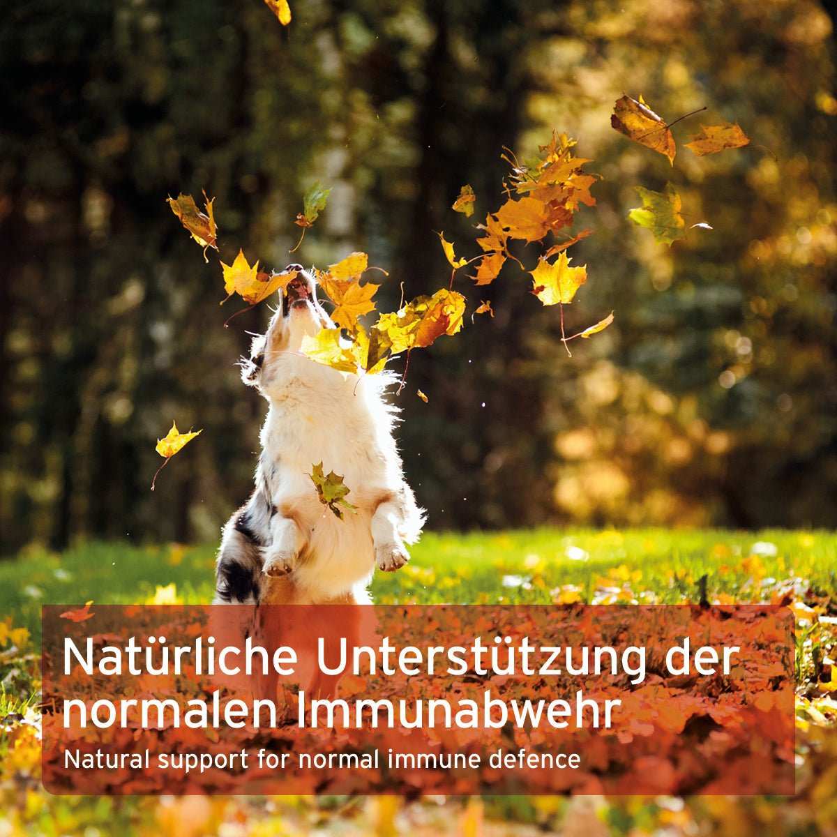 Hund spielt fröhlich im Herbstlaub, natürliche Unterstützung für die Immunabwehr von Hunden und Katzen.