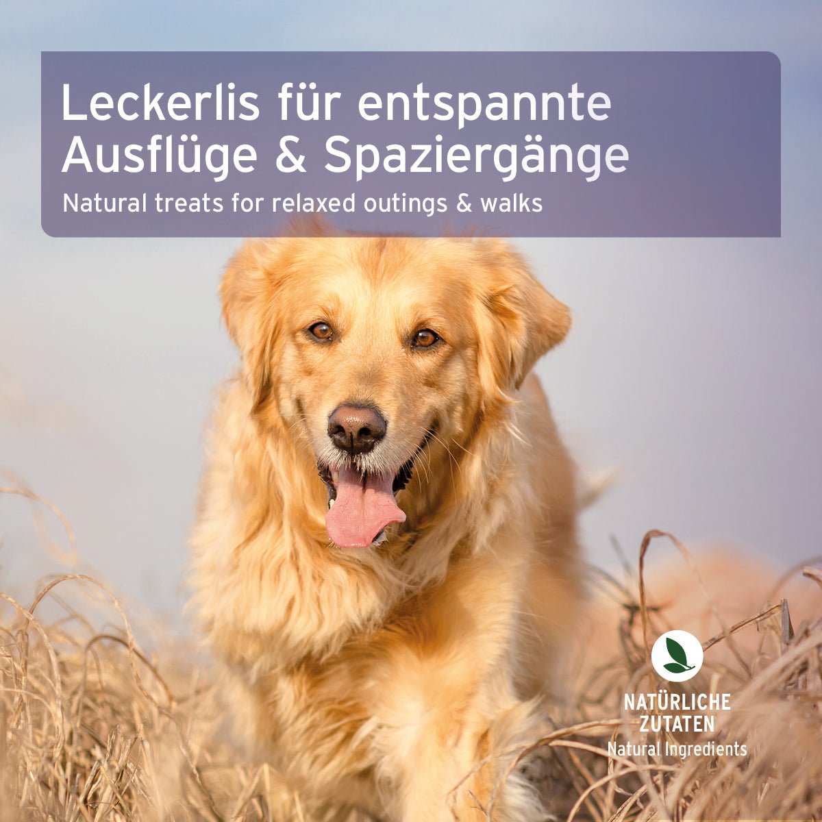 Rennender Hund auf Wiese unter Infobox zu Leckerli für Hunde mit Grüntee-Extrakt und Kamille, ideal für Entspannung und Gelassenheit.