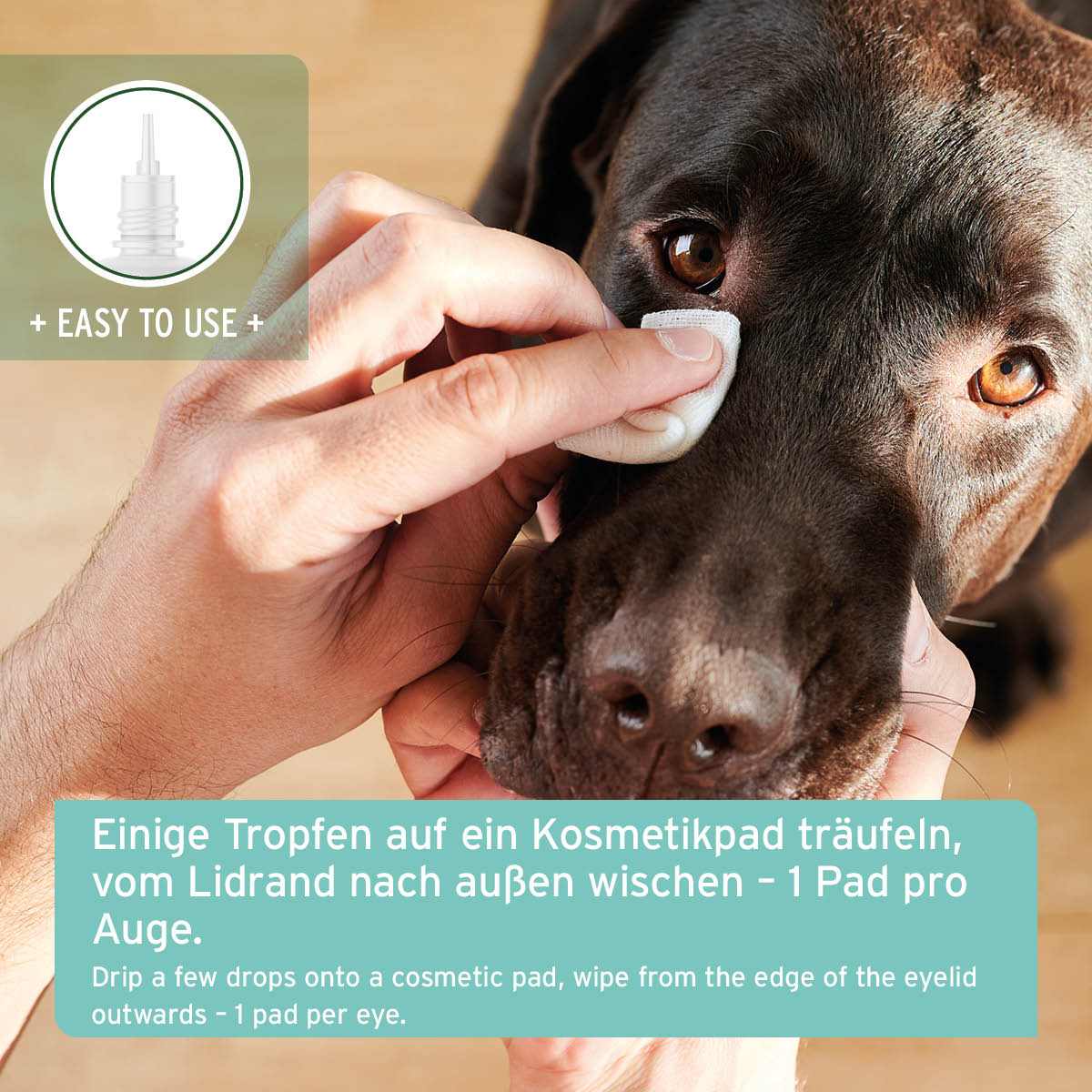 Sanfte Augenpflege für Tiere, Anwendung mit Kosmetikpad bei Hund.