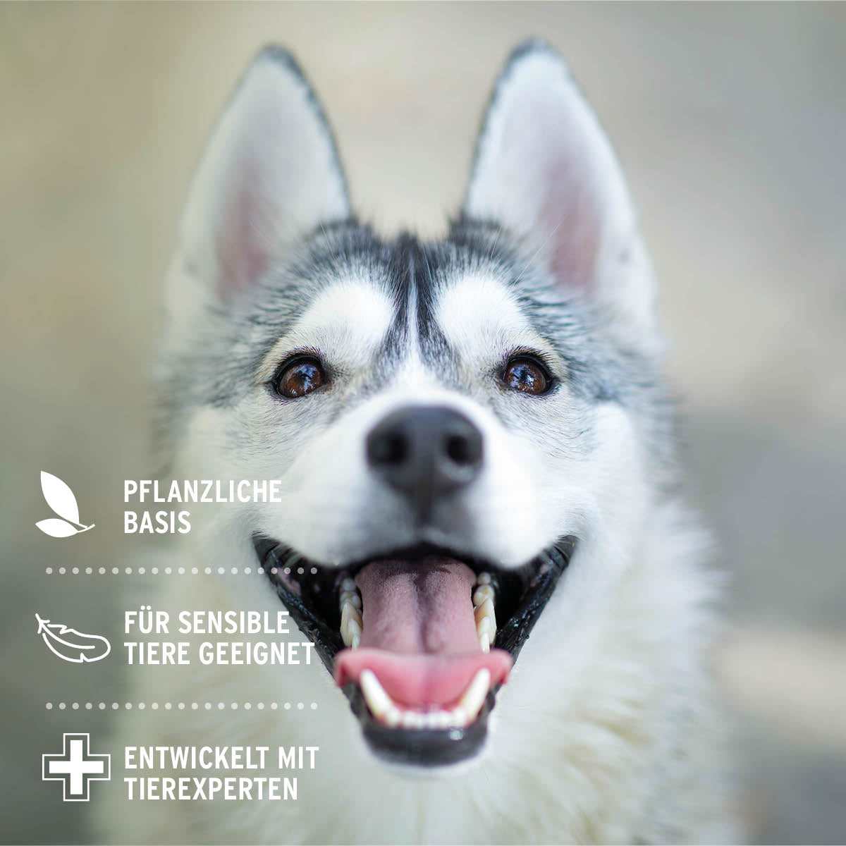 Husky mit offenem Maul neben Informationsgrafik zur Augenpflege für Hunde.