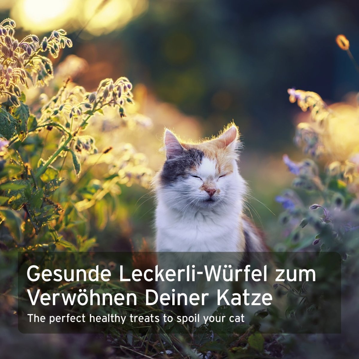 Weiche Soft Snack Kaninchen Würfel als getreidefreie Katzenbelohnung