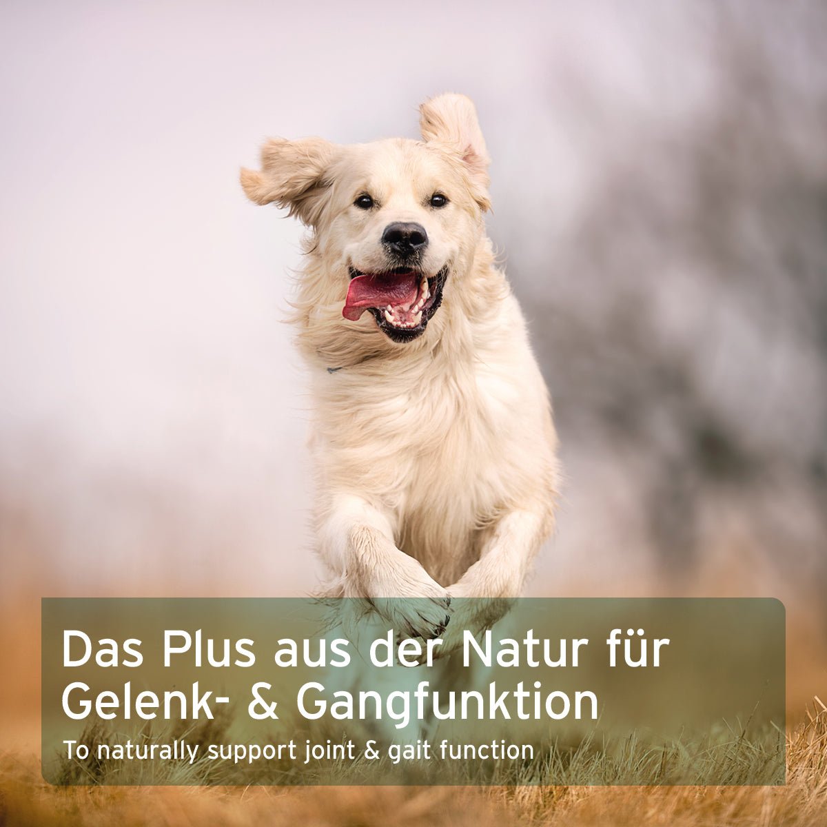 Starke Gelenke - AniForte