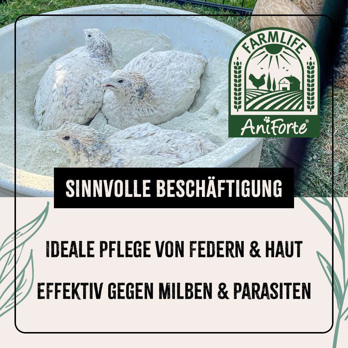 Bilder von Hühnern im Staubbad mit Informationen AniForte® FarmLife Staubbad für Hühner in einer Schüssel, pflegt Federn und Haut, effektiv gegen Milben und Parasiten.