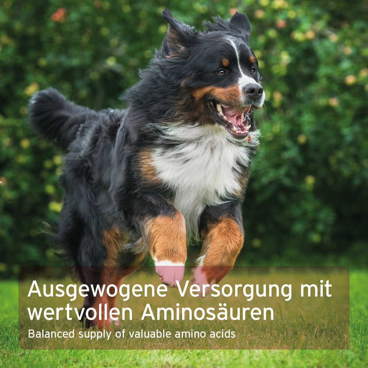 Tobender großer Hund auf grüner Wiese.