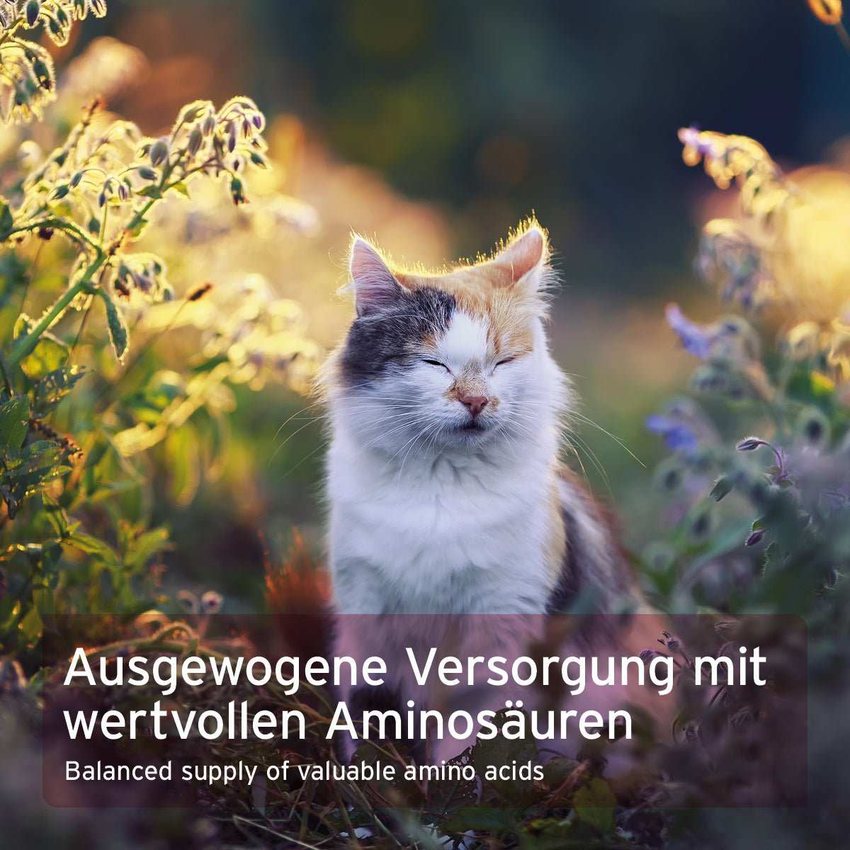 Katze in freier Wildbahn.