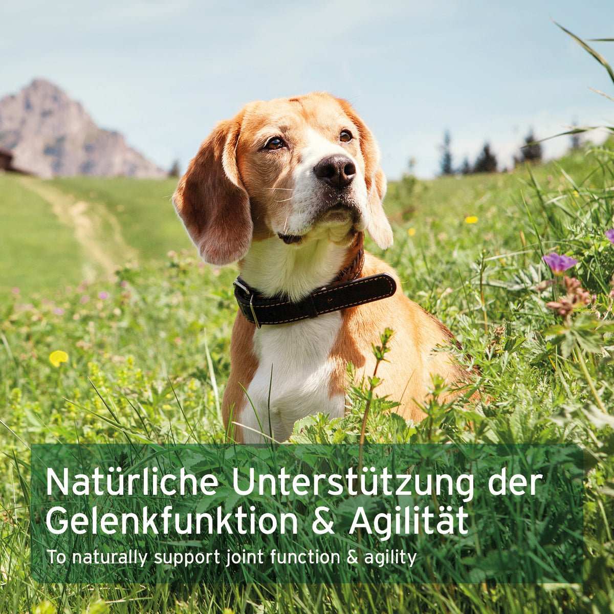 Hunde in Berglandschaft, Teufelskralle Kapseln für natürliche Gelenkunterstützung und Agilität.