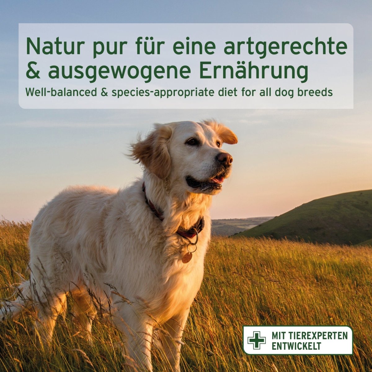 Trockenfutter Huhn – natürliches, glutenfreies Hundefutter mit zartem Hühnerfleisch und Gemüse für sensible Hunde