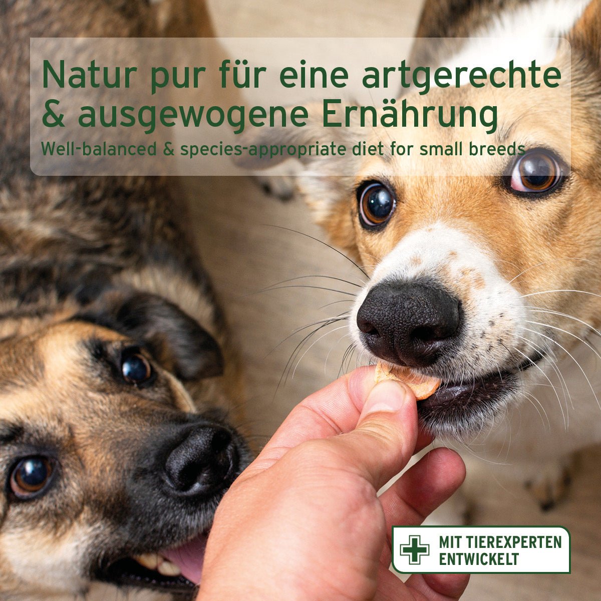 AniForte® Trockenfutter Rind Mini hochwertiges Trockenfutter für kleine Hunde mit Rind und Gemüse