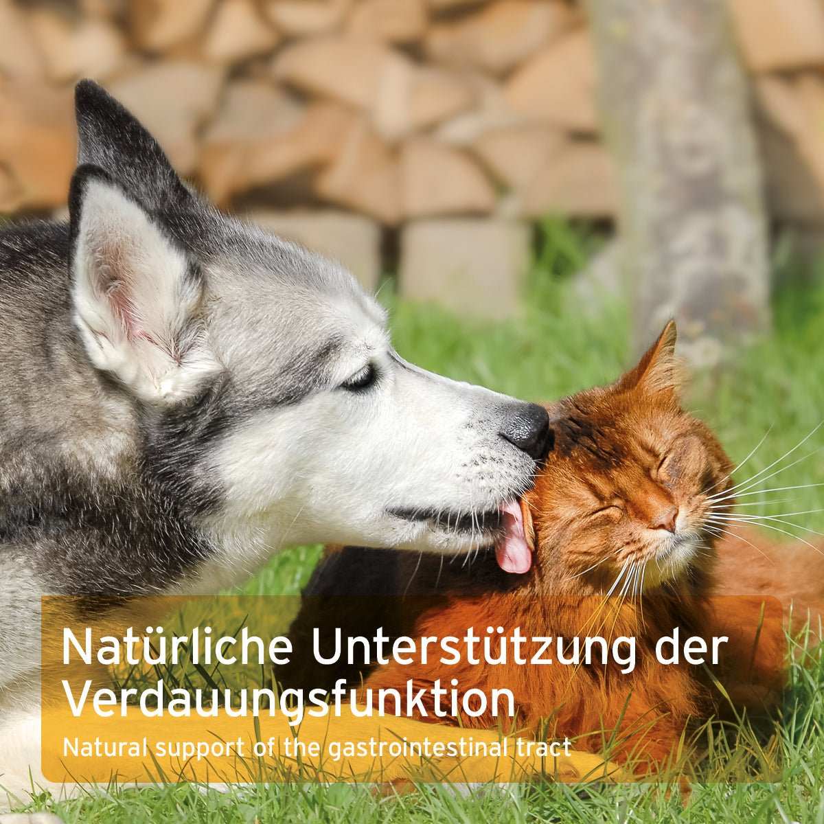 Hund und Katze auf Wiese. Ulmenrinde Pulver für Hunde und Katzen, unterstützt die Verdauungsfunktion, harmonisiert Magen- und Darmtätigkeit, 100% amerikanische Rotulmenrinde.