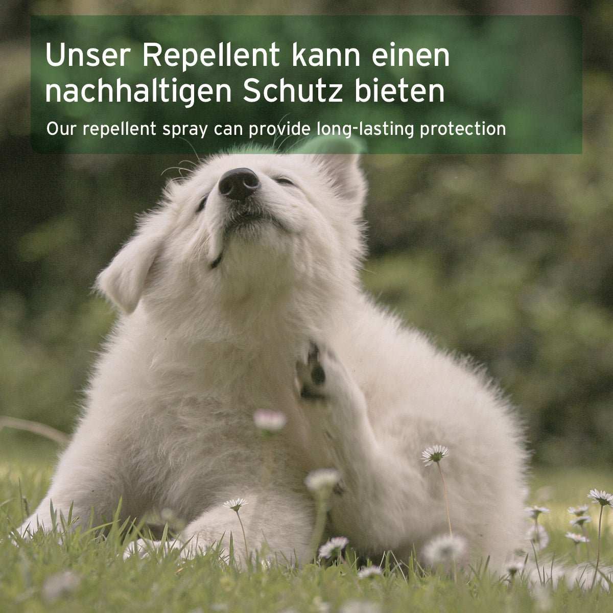 Weißer sich kratzender Hund auf grüner Wiese.