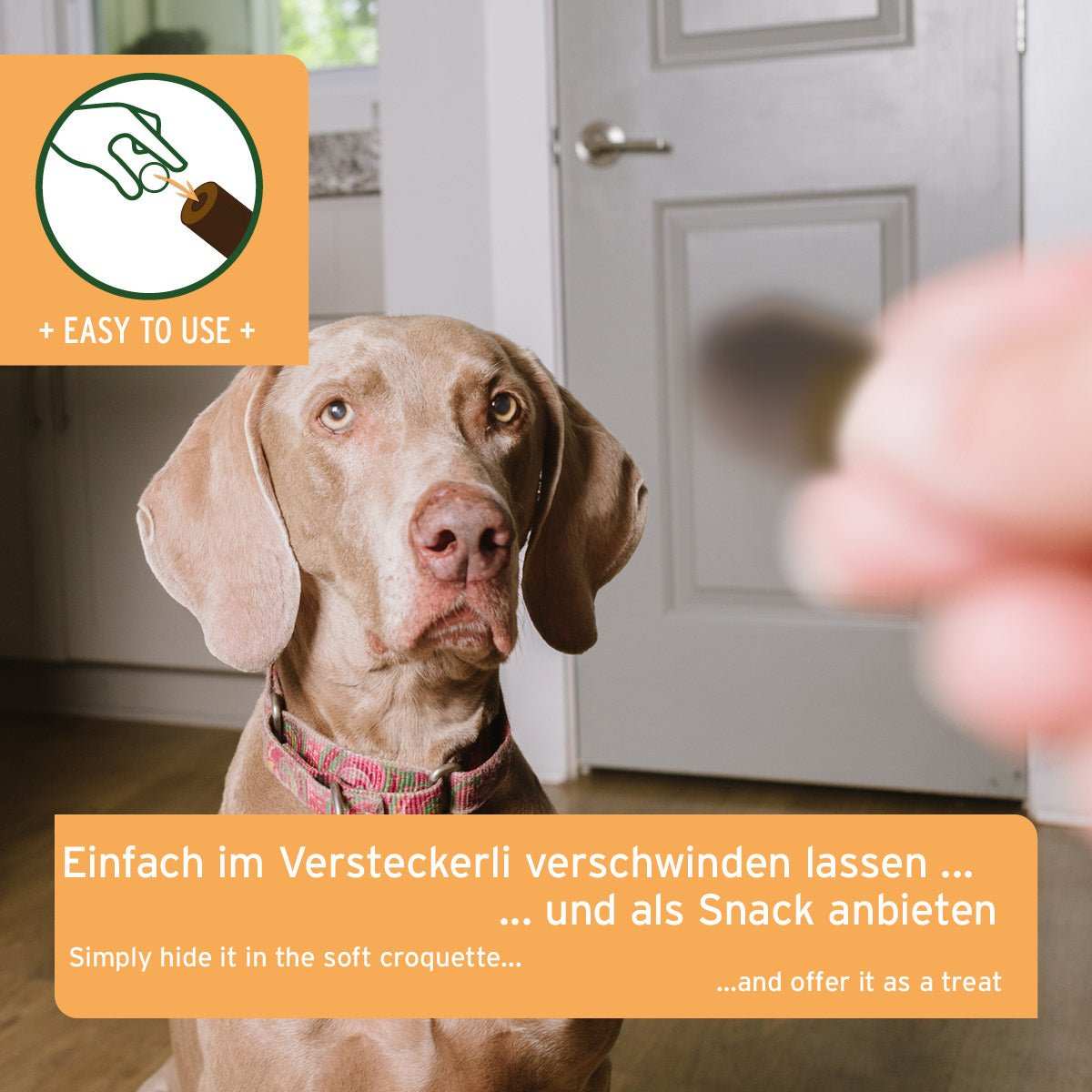 Hündchen wartet gespannt auf AniForte® Versteckerli, ein weiches Ergänzungsfuttermittel zur stressfreien Tabletteneinnahme.