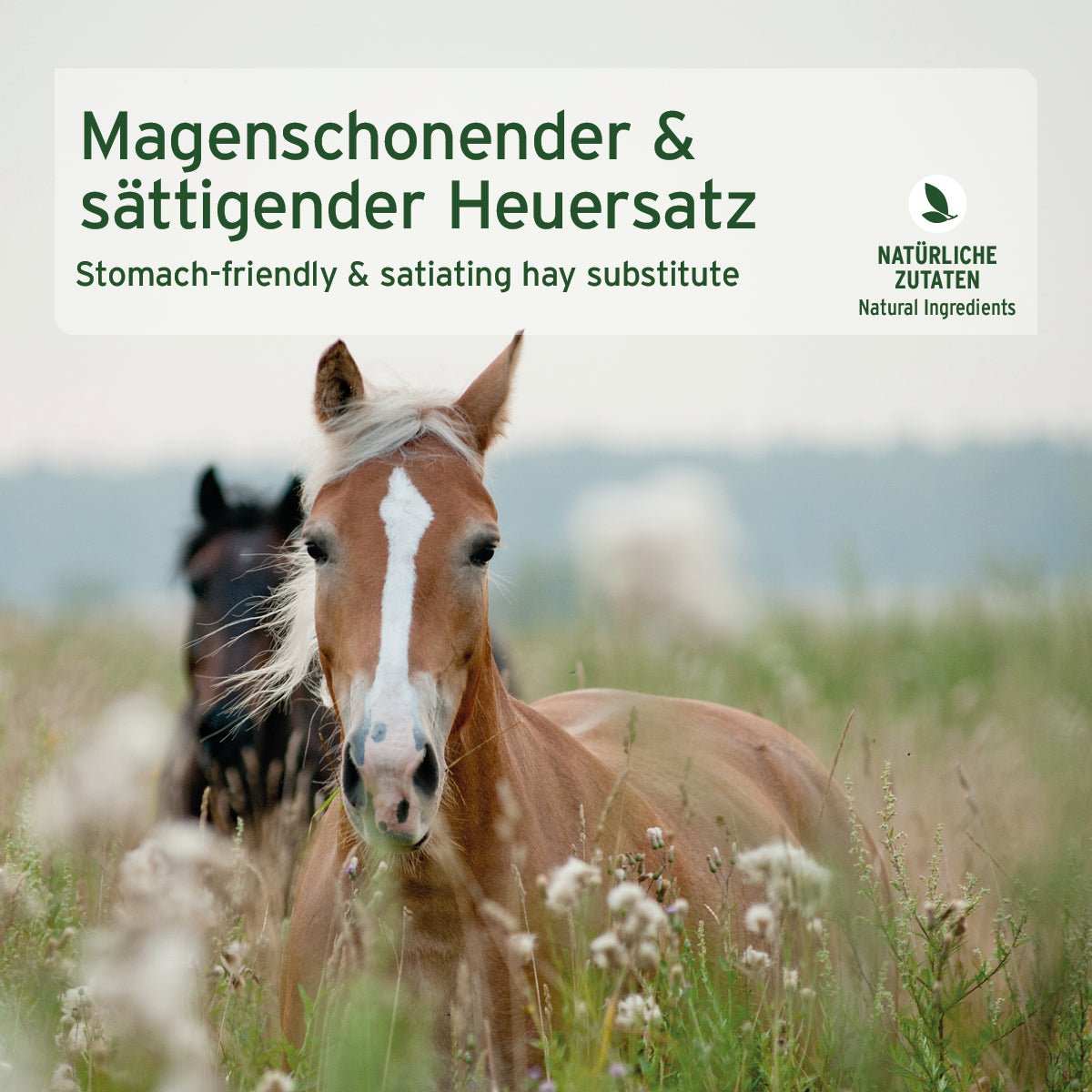 Pferde im Gras mit Text "Magenschonender & sättigender Heuersatz", AniForte® Vitality Cobs Natur Zusatzfutter.