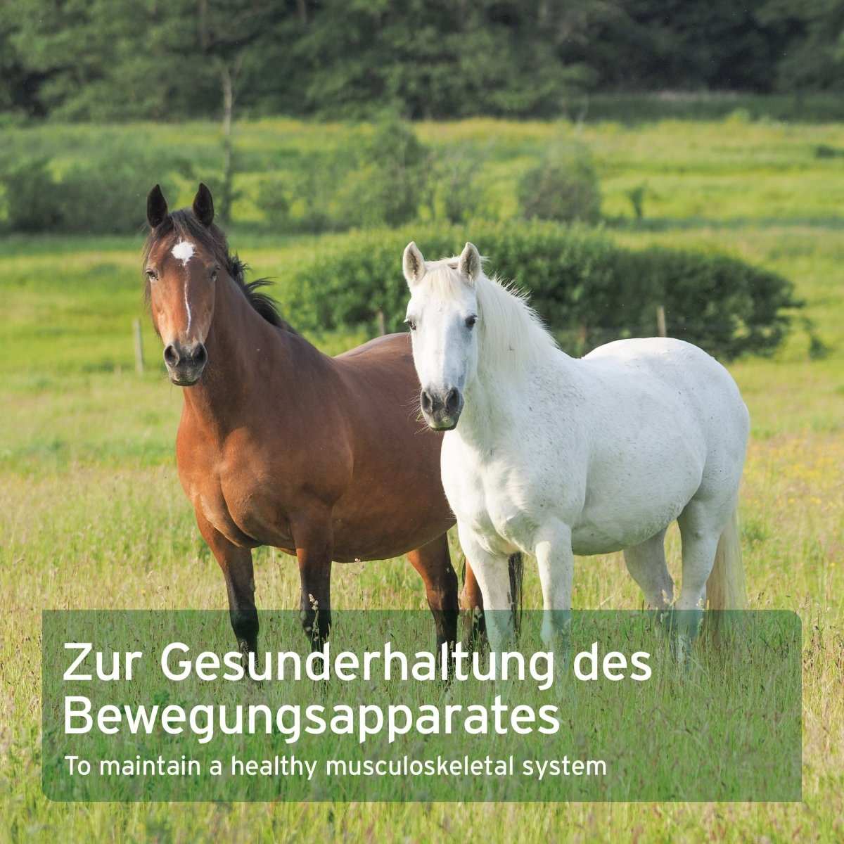 Zwei Pferde auf einer Weide mit Text zur Förderung der Gesundheit des Bewegungsapparates.