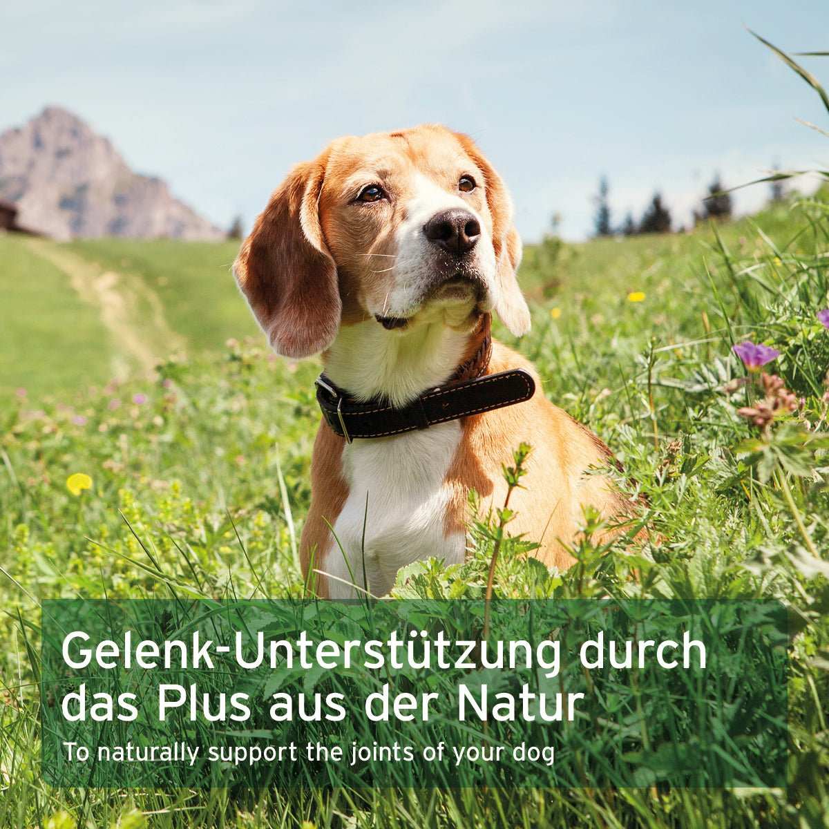 Brauner Hund auf Weise über Infobox zu Weihrauch Kapseln für Hunde zur Unterstützung der Gelenkfunktion und Agilität, natürliches indisches Harz in Kapselform.