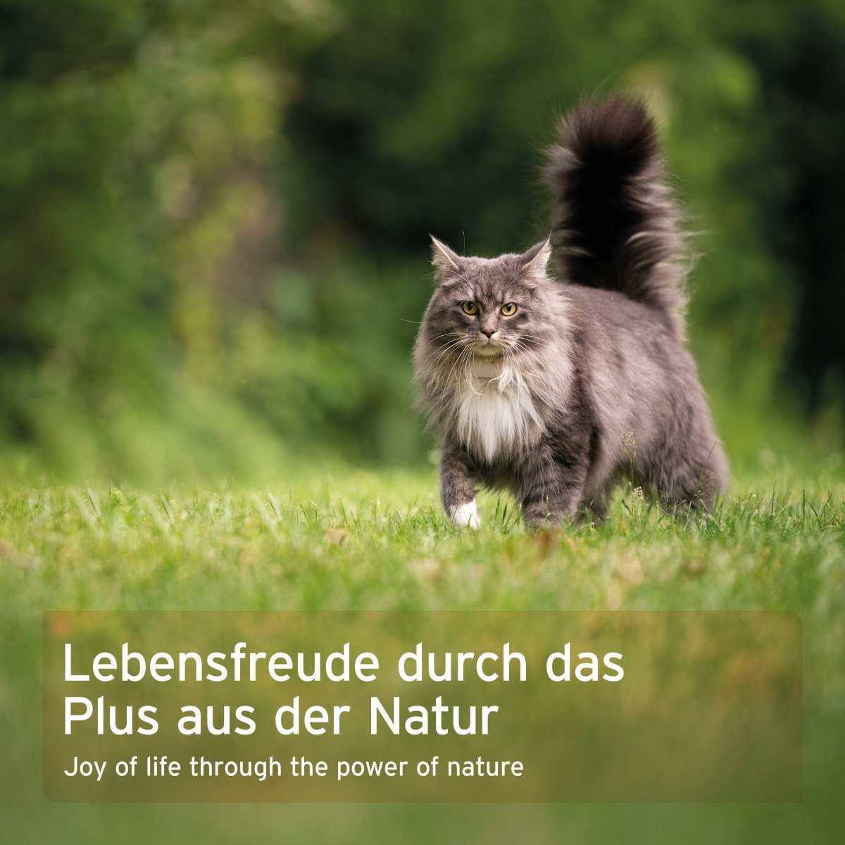 Katzen auf grünem Gras mit dem Text „Lebensfreude durch das Plus aus der Natur“.