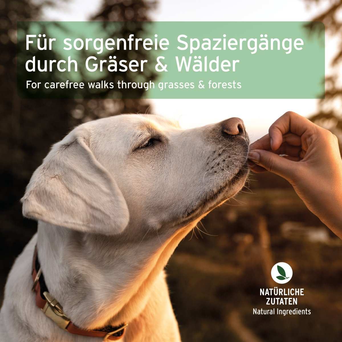 Hund genießt Spaziergang in der Natur, betont natürliche Zutaten der AniForte® Z-Season Snacks.