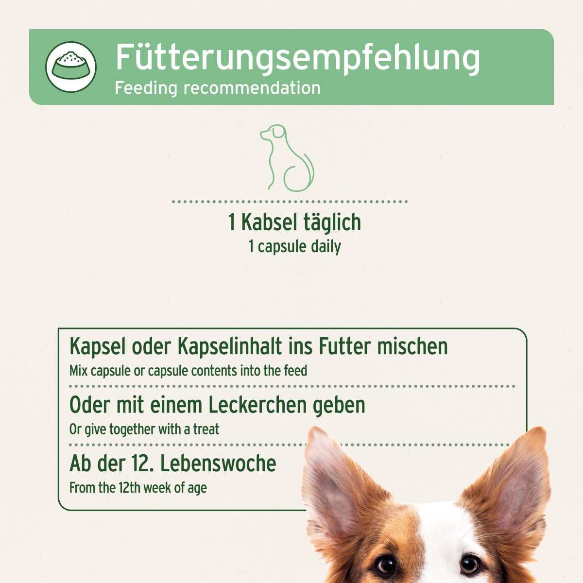 Fütterungsempfehlung für Hunde, 1 Kapsel täglich, ZeckenSchild Kapseln, Vitamin B Unterstützung.