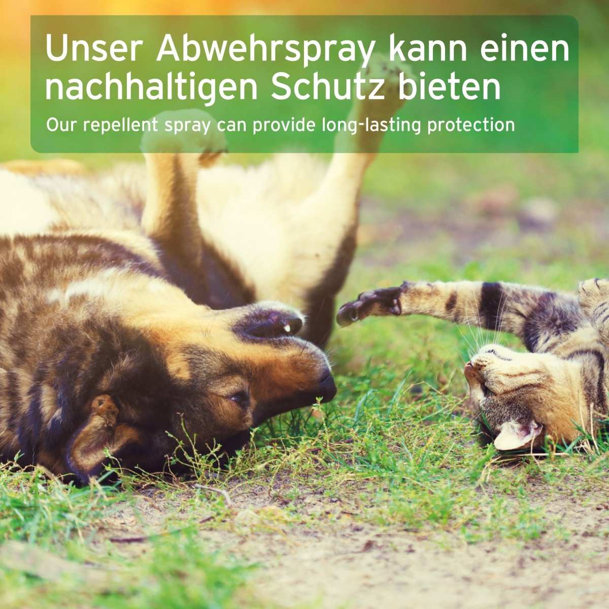 Hund und Katze liegen auf Rücken darüber eine Infobox zu Zeckenspray für Hunde zur Vorbeugung gegen Zecken und Ektoparasiten.