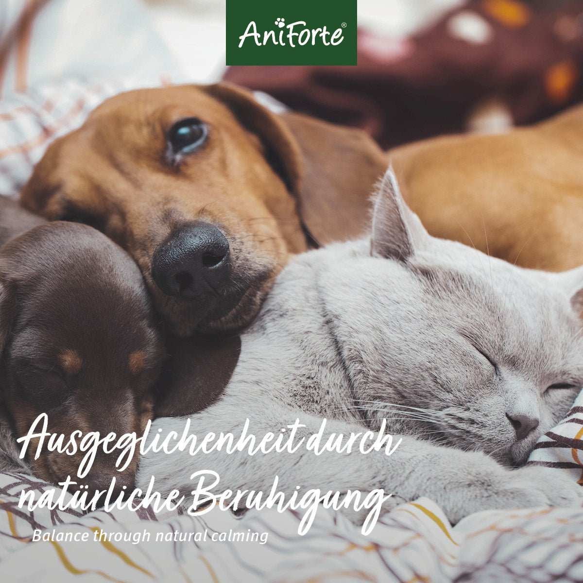 Kuschelnde Hunde und Katze.