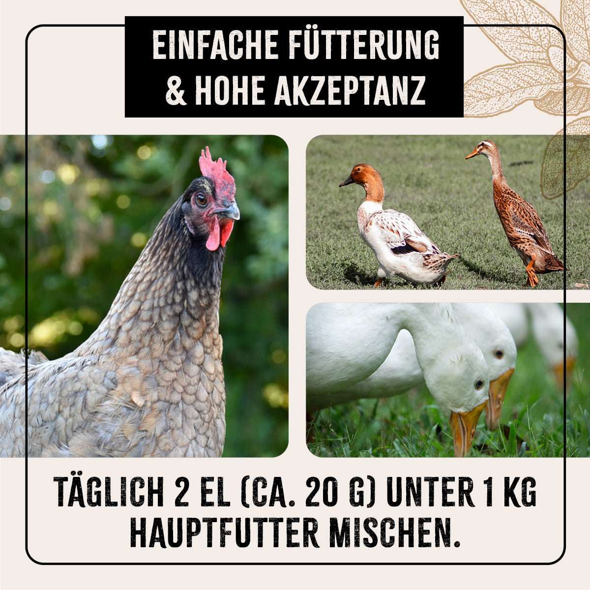 Mehrere Bilder von Geflügelarten mit Hinweis auf einfache Fütterung und hohe Akzeptanz der FarmLife Geflügel Wohlfühlkräuter.