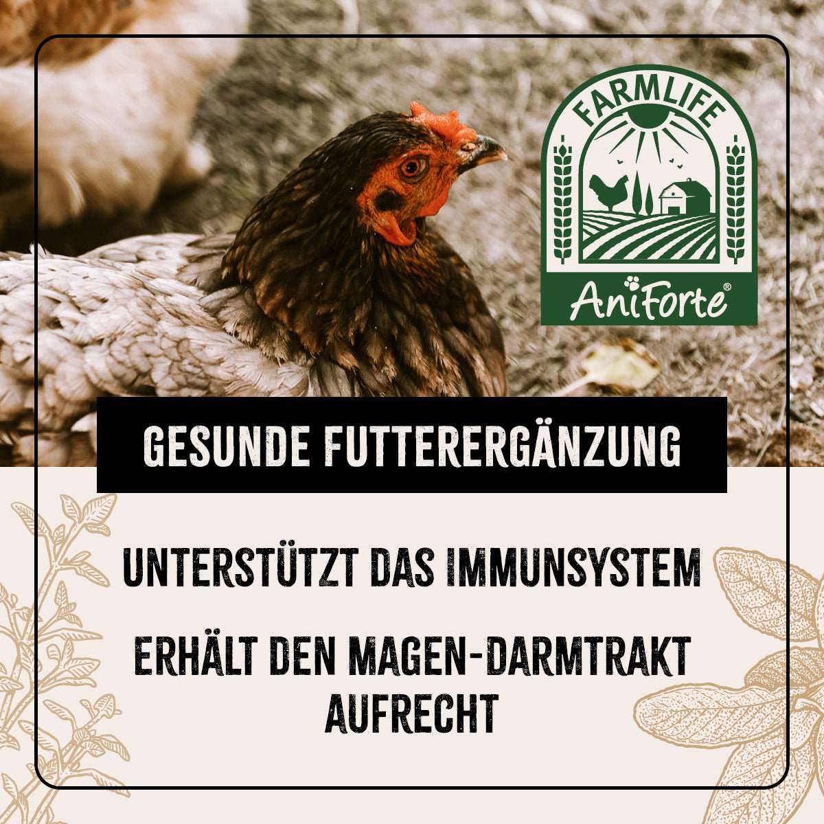 Huhn auf einer Wiese.