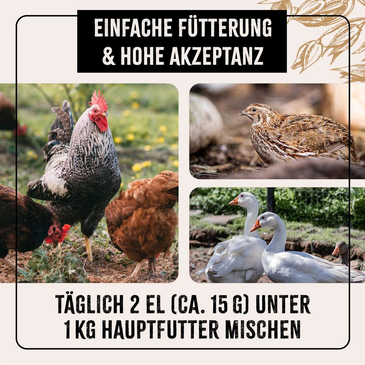 Verschiedene Geflügelarten auf Wiese.