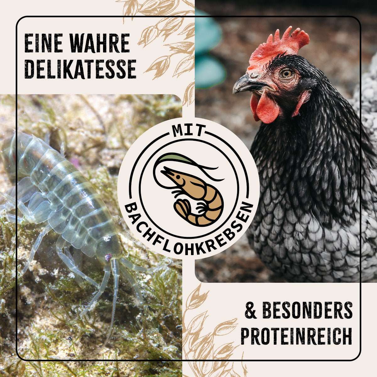 Huhn auf Wiese.