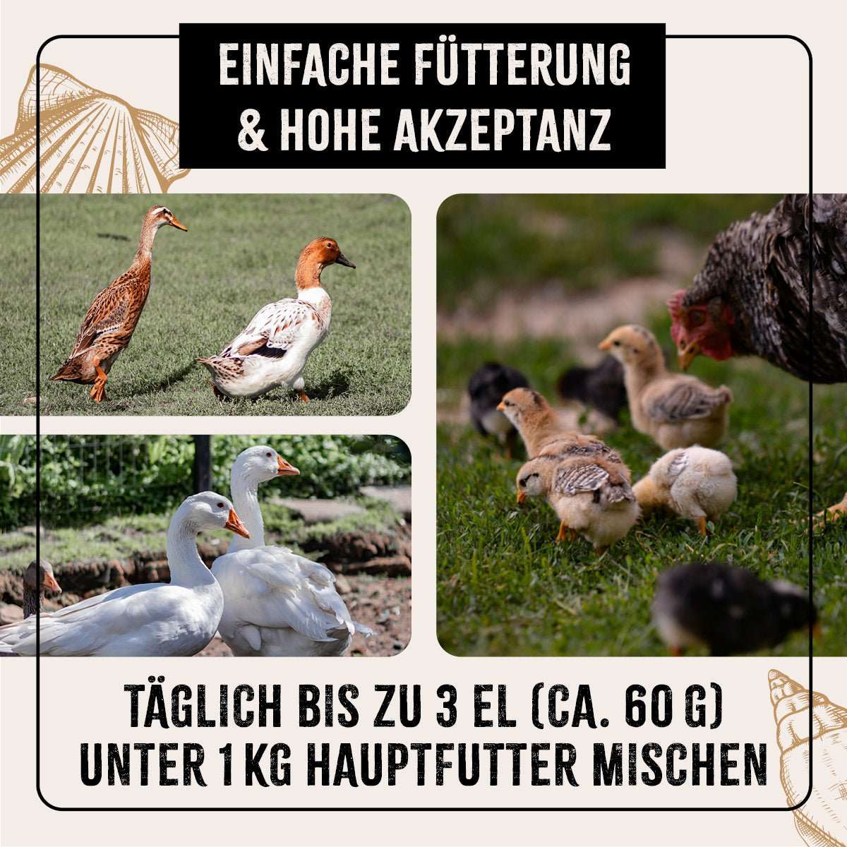 Verschiedene Geflügelarten in natürlicher Umgebung.