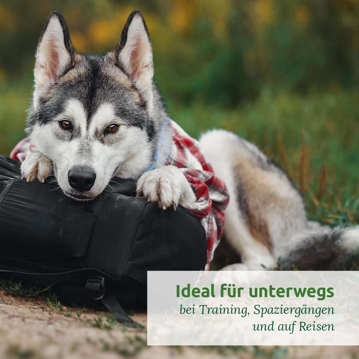 Hund liegt auf Rucksack im Freien, Text: "Ideal für unterwegs bei Training, Spaziergängen und auf Reisen".