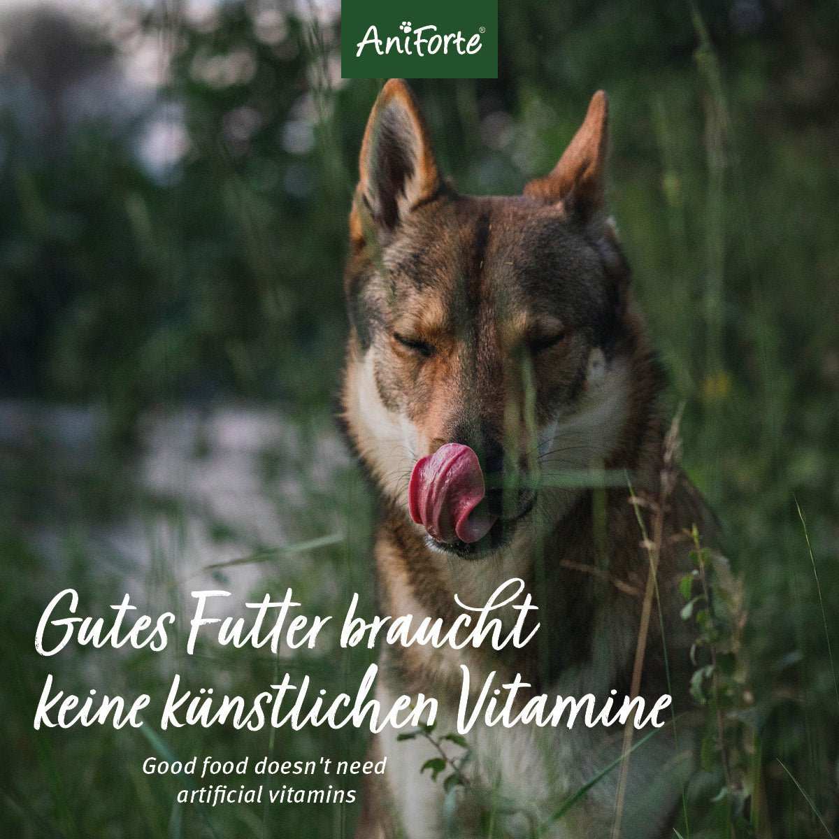 Trockenfutter Huhn von AniForte® mit natürlicher Rezeptur, ideal für sensible Hunde, glutenfrei und ohne künstliche Zusatzstoffe.