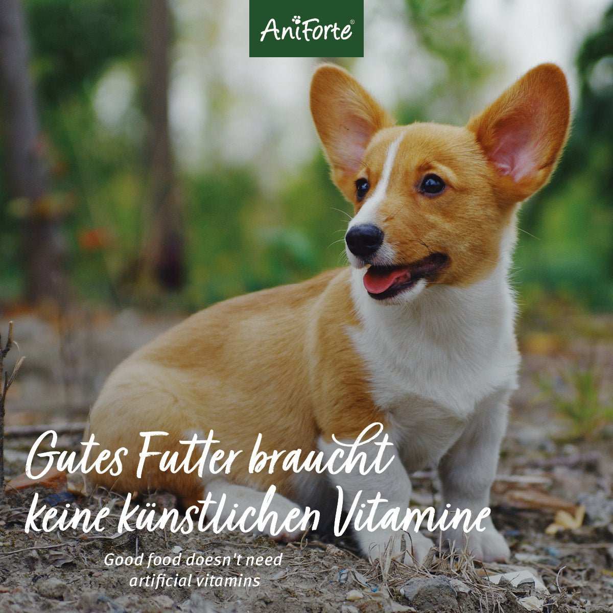 Trockenfutter Rind Mini für kleine Hunde von AniForte®, hochwertiges Hundefutter ohne Getreide, mit Rind, Möhren, Kartoffeln, ideal für sensible Hunde. Hund liegt auf Waldboden.