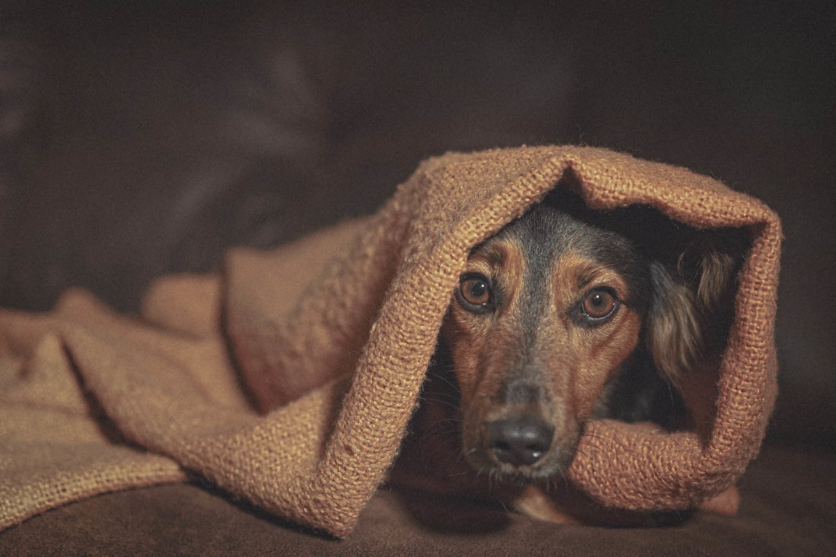 10 Gründe, warum Hunde zittern - AniForte