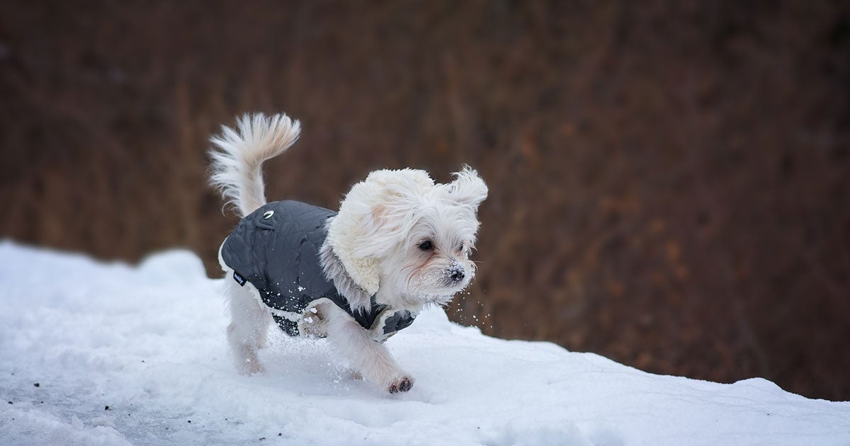 6 Tipps wie Du Deinen Hund fit für den Winter machst - AniForte