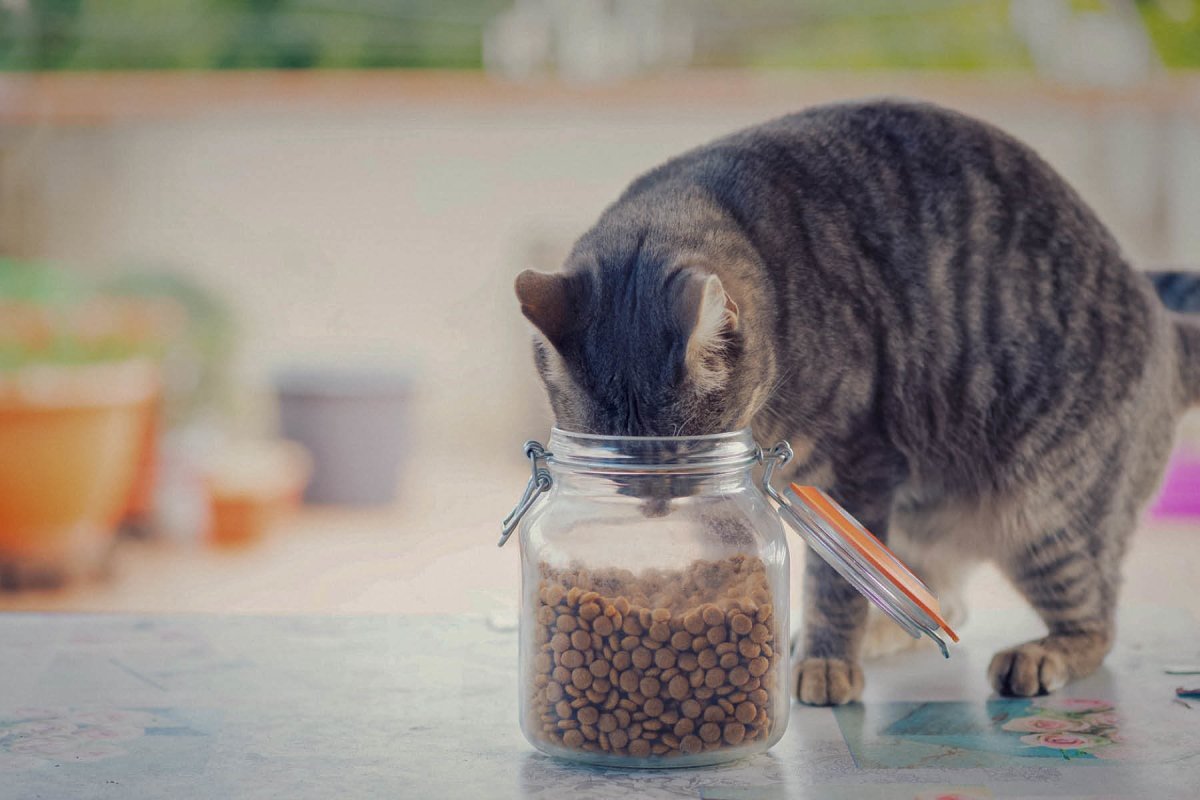 Ach, du dickes Ding! Gründe für Übergewicht bei Hunden und Katzen - AniForte