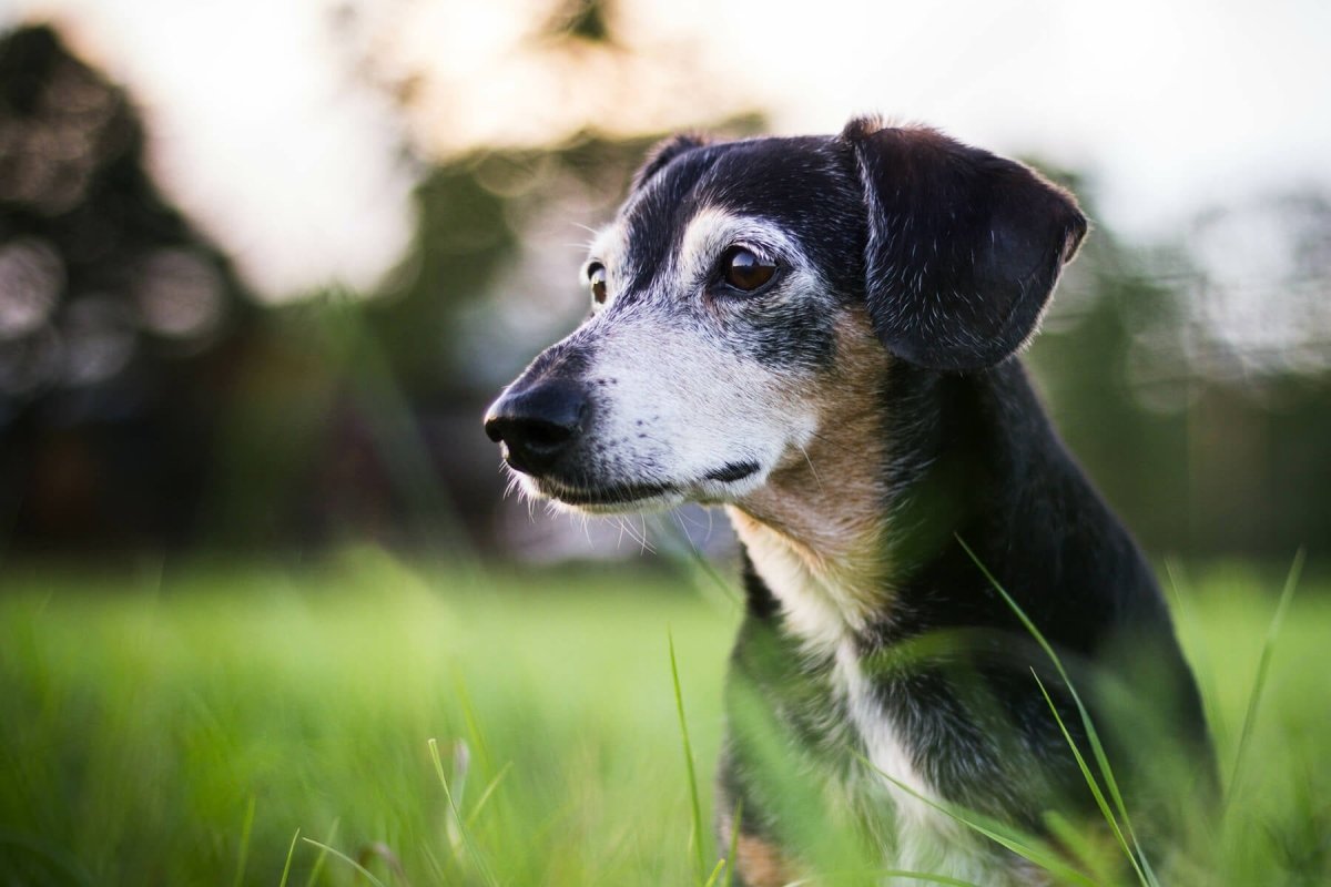 Alter Hund - Wann ist mein Hund ein Senior? - AniForte