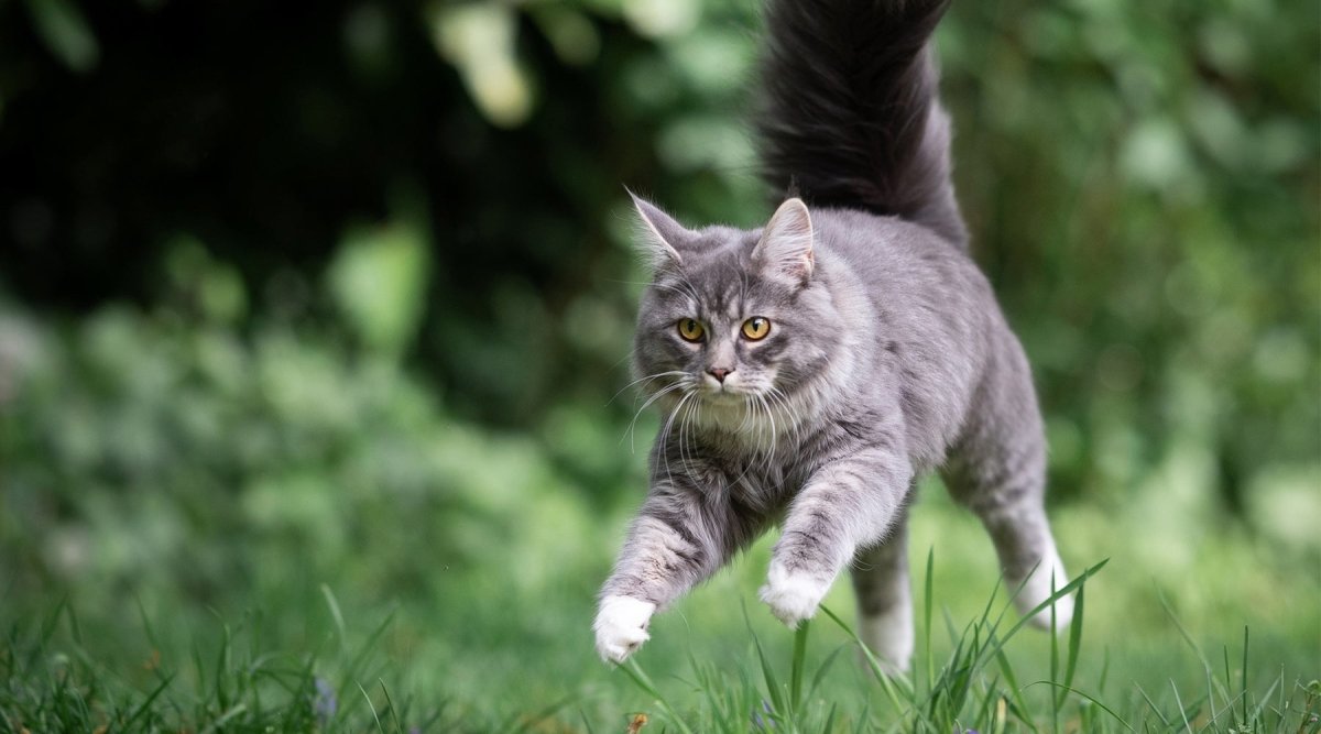 Arthrose bei Katzen - Gelenkprobleme natürlich behandeln - AniForte