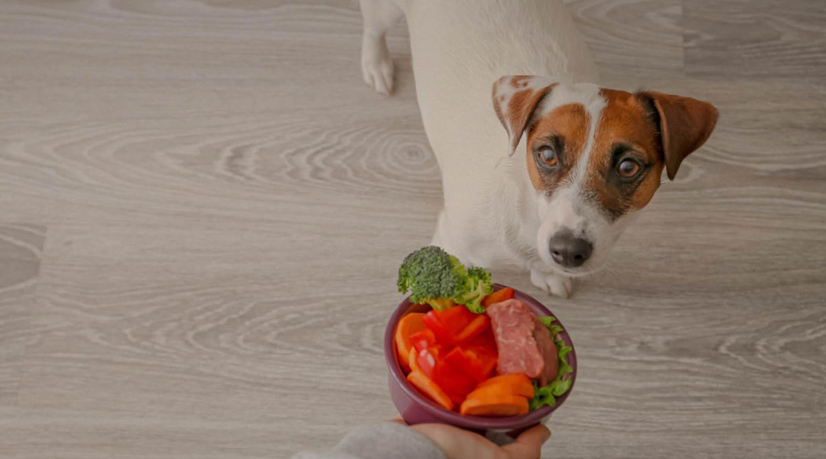 BARF Futterplan Hund – Der ideale Speiseplan für Deinen Vierbeiner - AniForte
