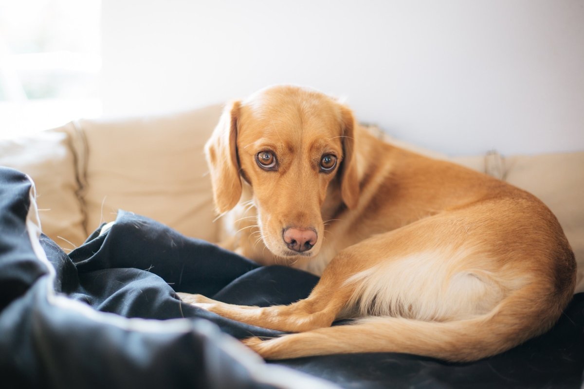 Bauchschmerzen beim Hund - AniForte