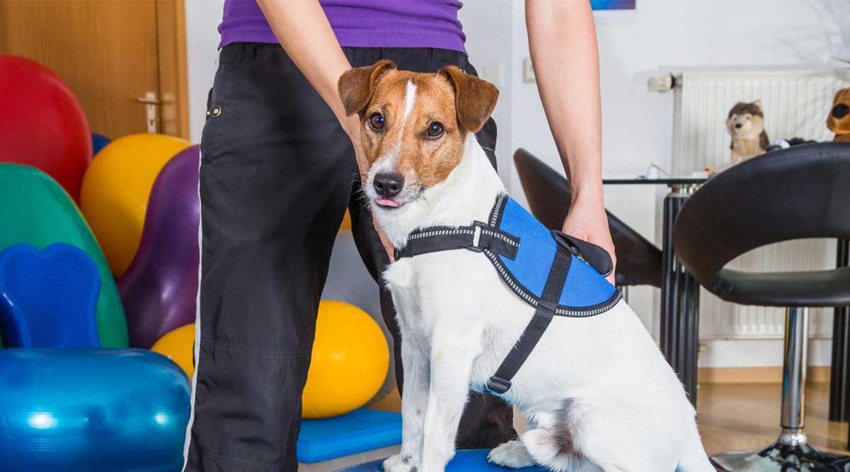 Bewegung ist alles - wie die Tierphysiotherapie Deinem Liebling helfen kann - AniForte