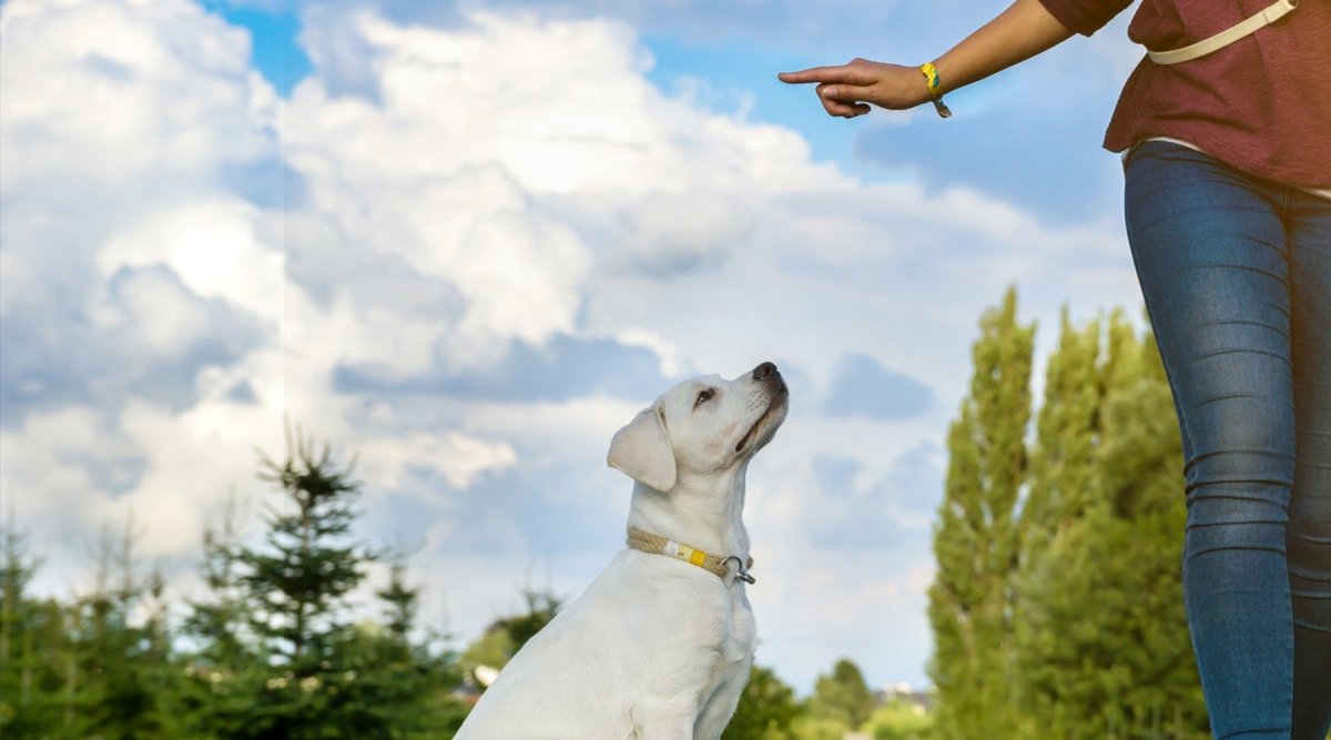 Clickertraining für den Hund - AniForte