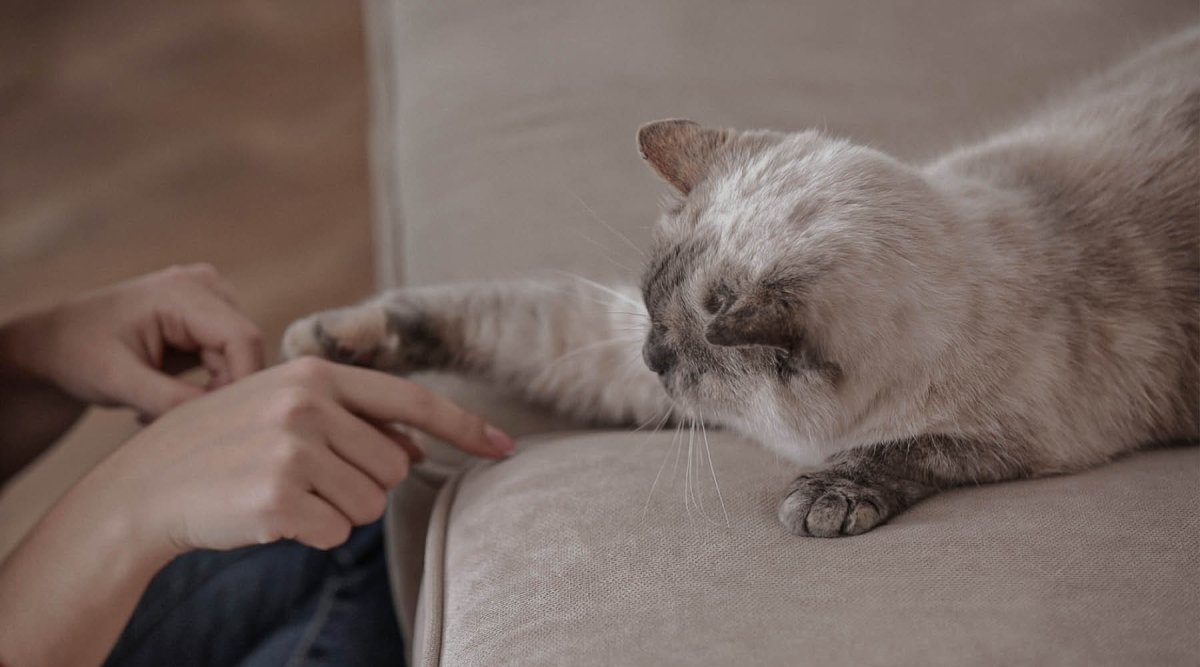 Clickertraining für Katzen - AniForte